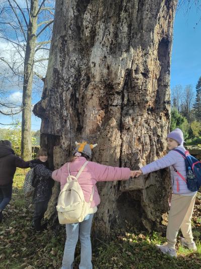 Uczniowie mierzą obwód drzewa trzymając się za ręce.