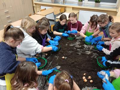 Uczniowie sadzą cebulki tulipanów w doniczkach.